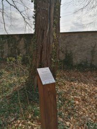 Informationstafel zum dahinter stehenden Baum des Jahres 2020 in Graupa