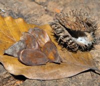 Bucheckern, die Früchte der Buche