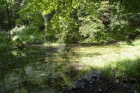 Der obere Sauteich mit Sandsteinbank